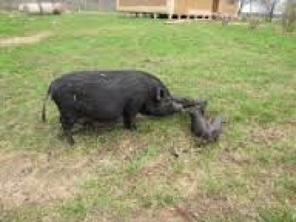 Ketvirtadienį vyks civilinės saugos pratybos „Klasikinio (afrikinio) kiaulių maro (KKM, AKM)...