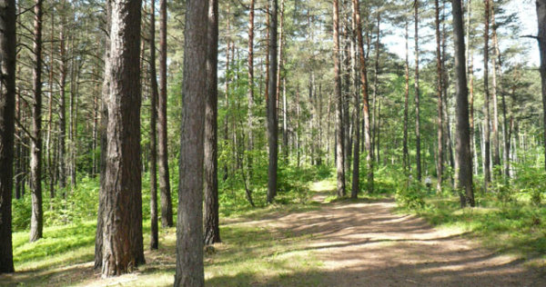 Dėl gaisrų pavojaus uždrausta lankytis miškuose