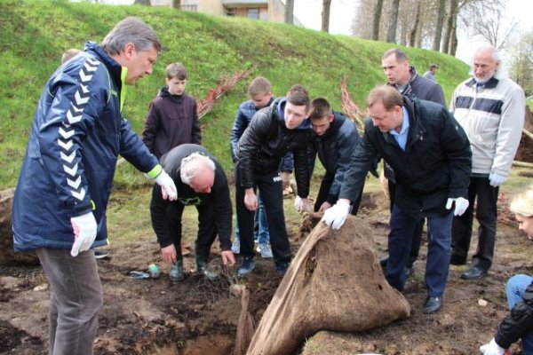 Kėdainiuose pasodinta penkiolika sakurų