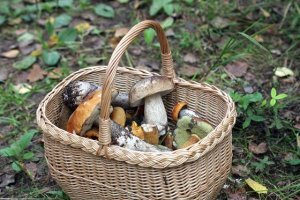 Aplinkosaugininkai įspėja: vietoj miško gėrybių, neparsineškite protokolo