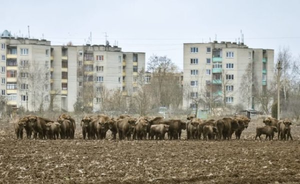 Dėl paramos medžiojamųjų gyvūnų daromos žalos prevencijos priemonėms įgyvendinti