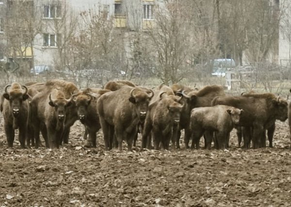 Auganti stumbrų populiacija kelia didžiulį rūpestį 