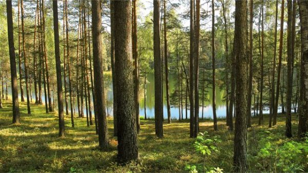 Pardavusieji medieną ar nenukirstą mišką mokestį turi sumokėti iki liepos 15-osios