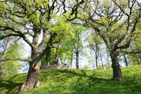 Vietovardžių metams. Šventybrastis: apie vizualumą ir sakralumą