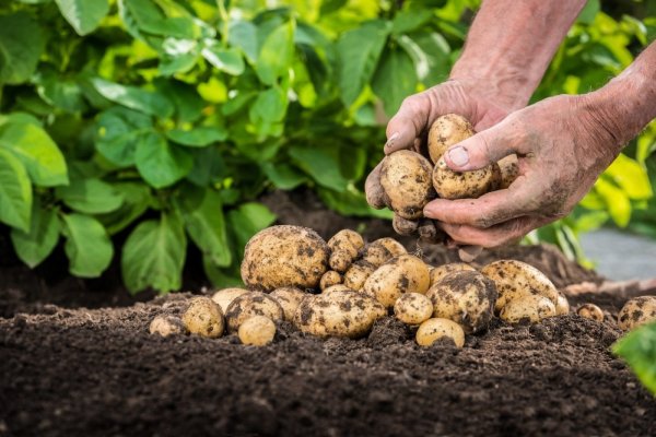 Lauko diena „Mikroklimato valdymo sistemos sultingų žemės ūkio produktų sandėliuose“