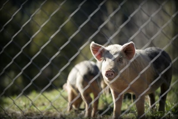 Kvietimas teikti paraiškas gauti de minimis pagalbą biologinio saugumo priemonių įsigijimo...