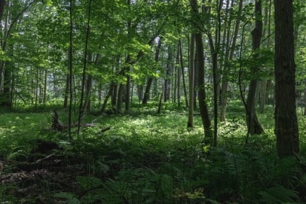 PRIMENAME:dėl finansinės paramos medžiojamųjų gyvūnų daromos žalos prevencijos priemonėms...