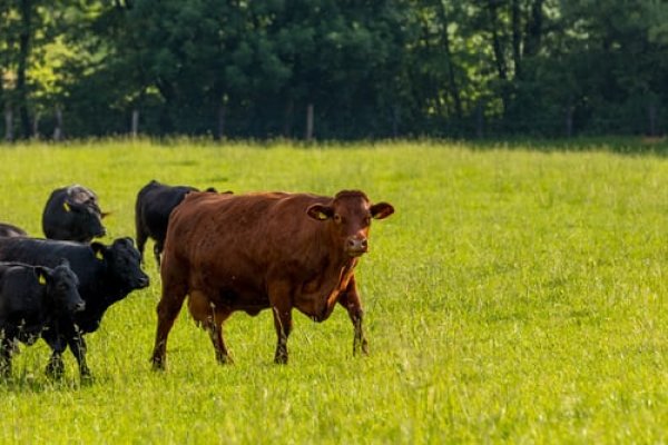 Kviečiama teikti paraiškas dėl pagalbos įsigyjant ūkinius gyvūnus (išskyrus kiaules)