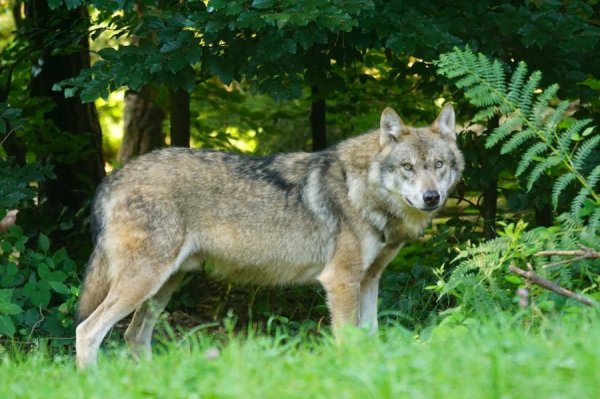 Kviečia teikti paraiškas dėl ūkinių gyvūnų apsaugos nuo vilkų