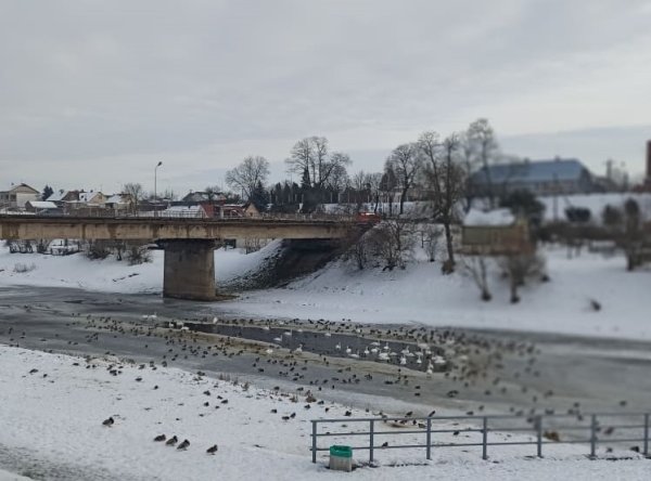 Lesinti paukščius žiemą ar nelesinti?