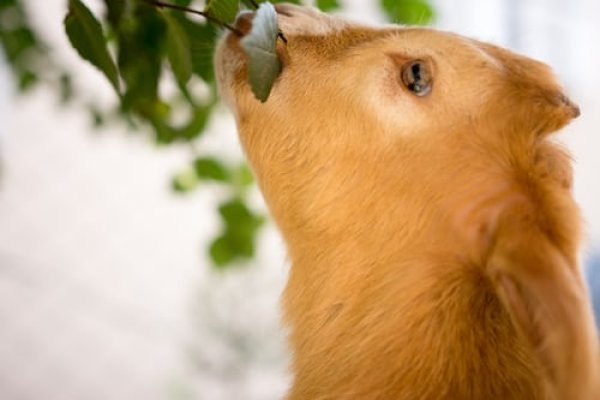 Ūkininkai kviečiami kreiptis dėl gyvūnų draudimo įmokų kompensavimo