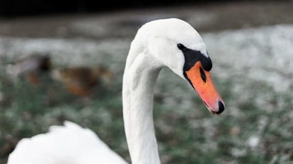 Kėdainiuose nugaišusiai gulbei patvirtintas paukščių gripas