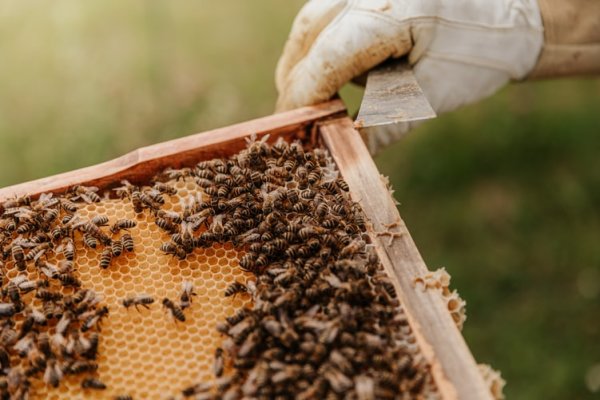 Parama bičių laikytojams už papildomą bičių maitinimą