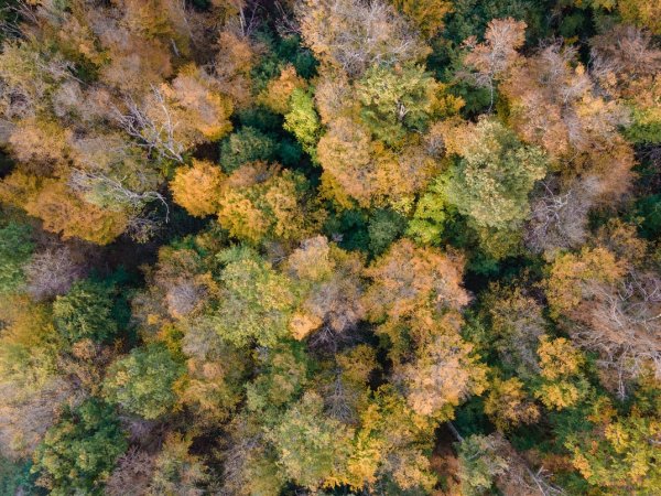 Monitoringas – apie gamtinės aplinkos elementų būklę 