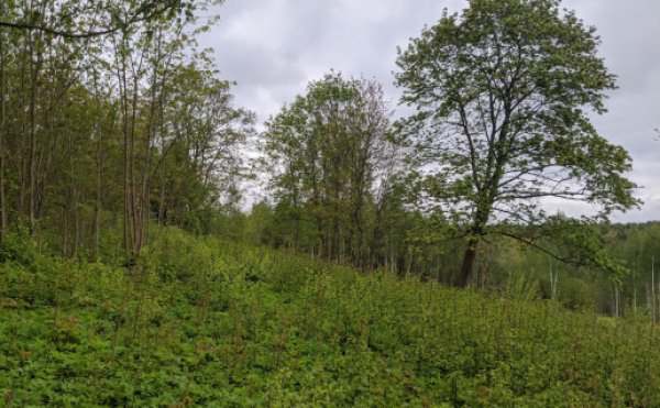Išrinkime įdomiausią Kėdainių regiono kalnų vardą
