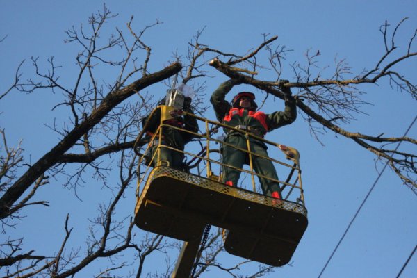 Informacija apie medžių pašalinimo darbus