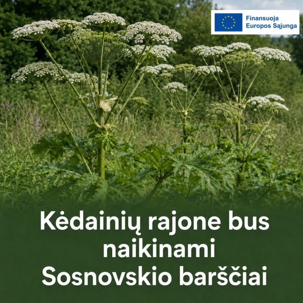 Kėdainių rajone bus naikinami Sosnovskio barščiai